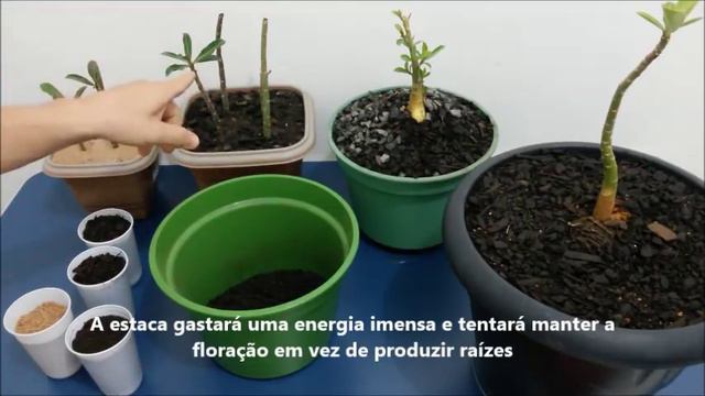 Super Dicas Para Ter Sucesso No Plantio De Estacas De Rosas Do Deserto