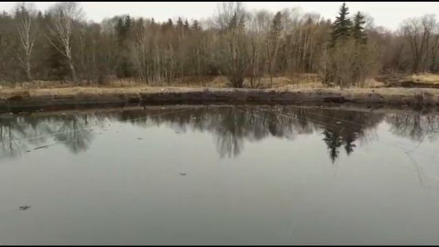 Нефтяное озеро на Сахалине стало могилой для водоплавающих птиц
