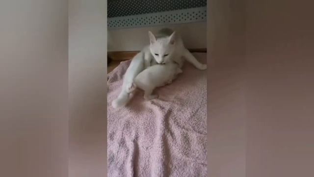 Кошка родила котёнка ❤️ Дни жизни до трёх недель