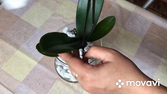 Пересадка орхидеи в пеноплекс. Отличные результаты после пересадки??