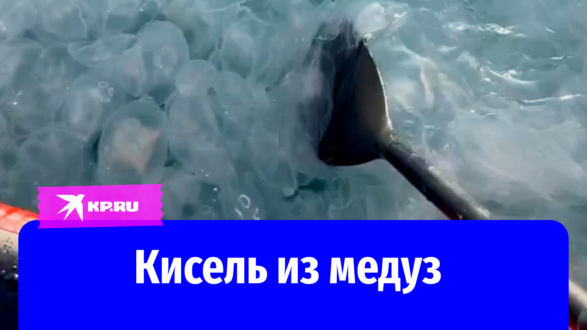 Нашествие медуз в Чёрном море сняли отдыхающие
