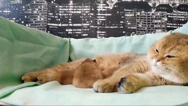 Котята родились , мама кошка заботится ?