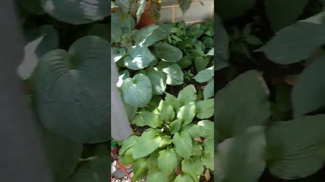 Philly Backyard Flower Garden Tour