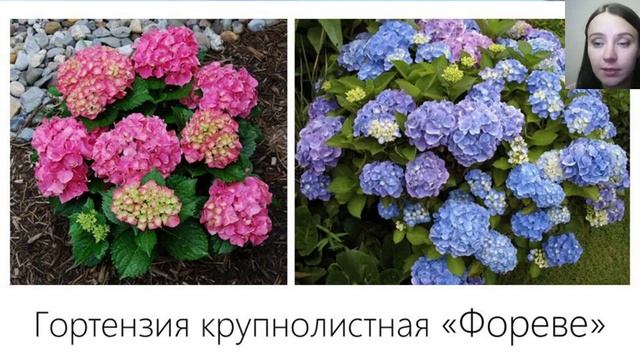 Гортензии