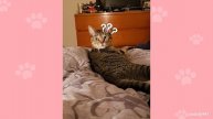 Cat mess! 😺 Compilation of funny cats for a good mood!