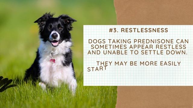 Caring For Your Dog On Prednisone