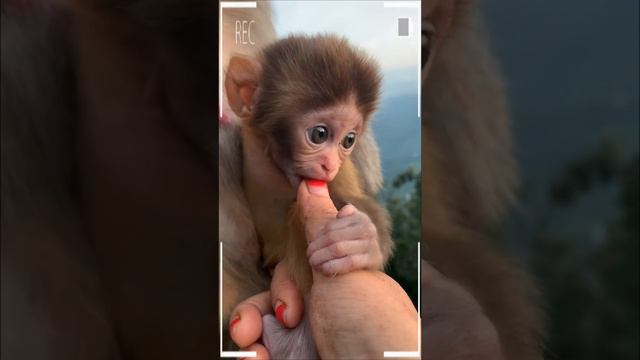 The Best of Monkey Videos - A Funny Eating Monkeys Compilation Ep194