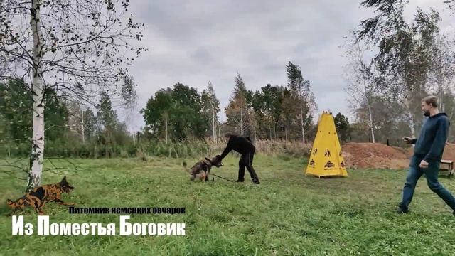 ЛАЙМА ИЗ ДОМА ДЖОКЕРА зарисовки с тренинга 06.10.2023 (немецкая овчарка зонарно-рыжая Д/Ш)