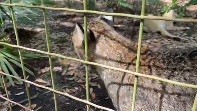 Big Cat Rescue LIVE Q&A with Brittany at Big Cat Rescue  05 02 2022