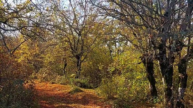 По-над лесом лежит шлях-дороженька... ректутская песня Кубанских казаков и осенняя Абхазия.12.2022