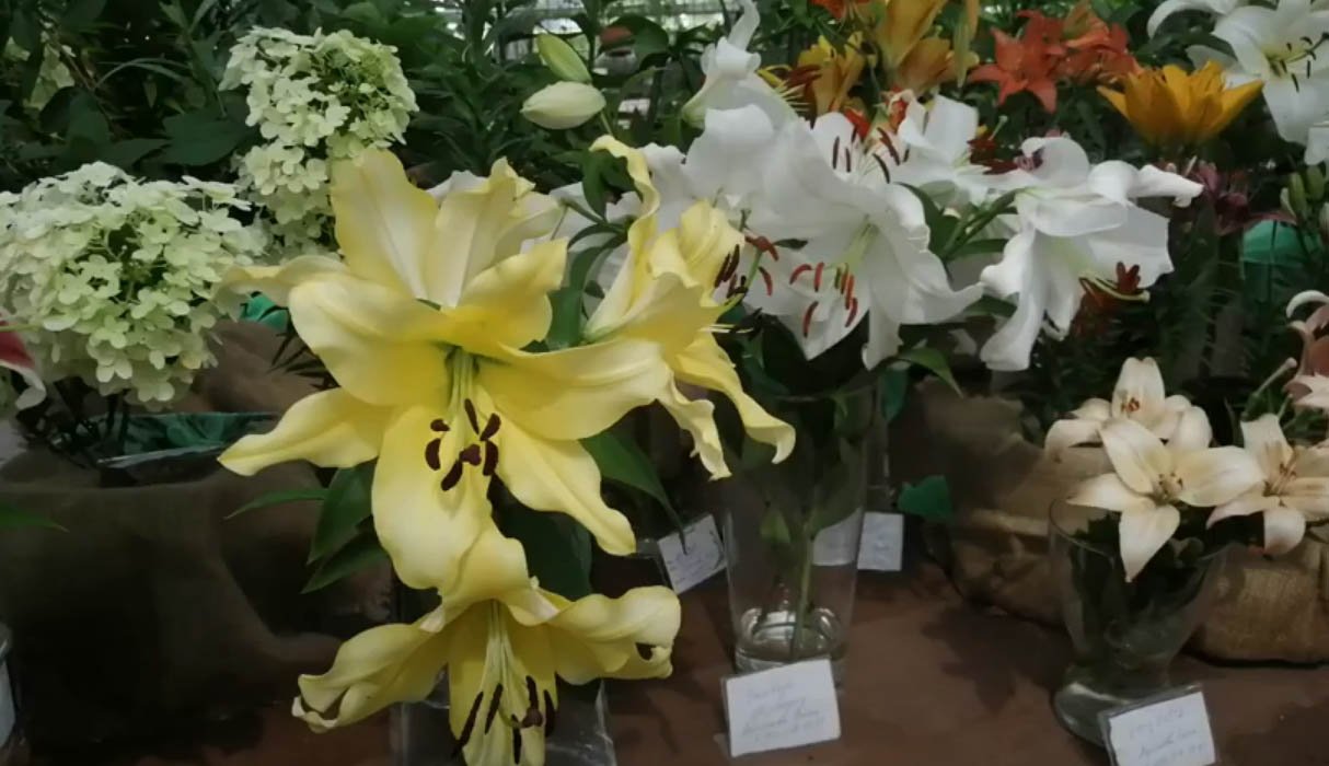 Выставка лилий, флоксов и летних цветов