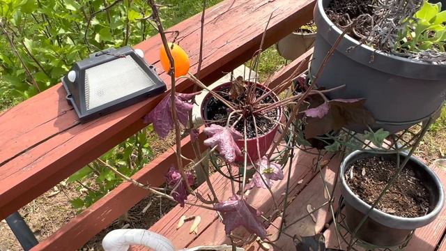 Fountain Garden Makeover Free plants only!