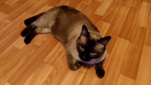 Прогулка кота