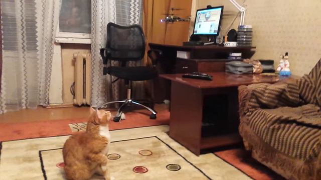 КОТ ВЕРТОЛЁТ.