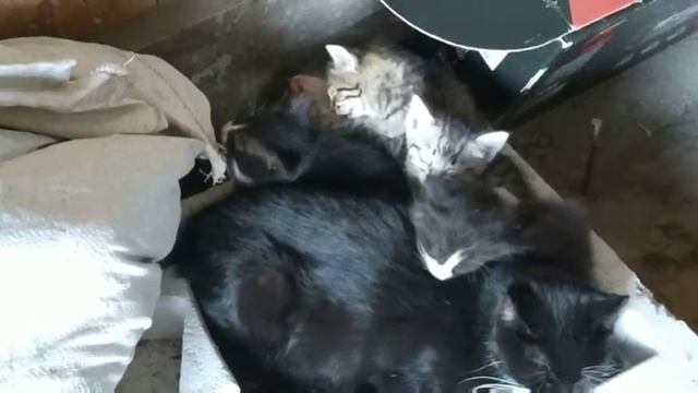 Милые котята спят 😻