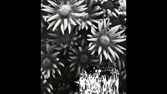 PhylumCnidaria - Medusozoa