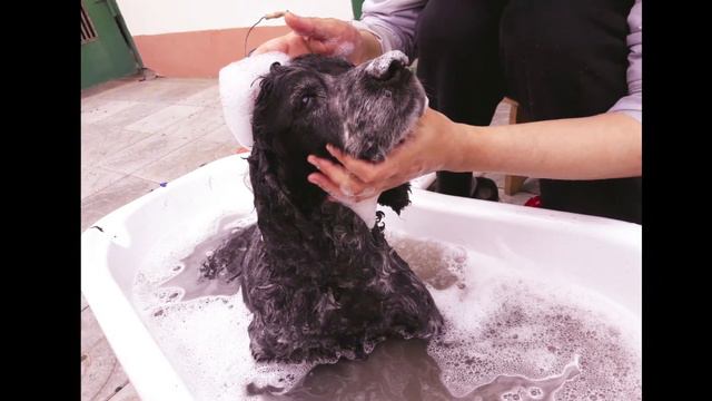 Русский охотничий спаниель Ричи(Russian Spaniel) :Жизнь моего маленького друга🤗🤗