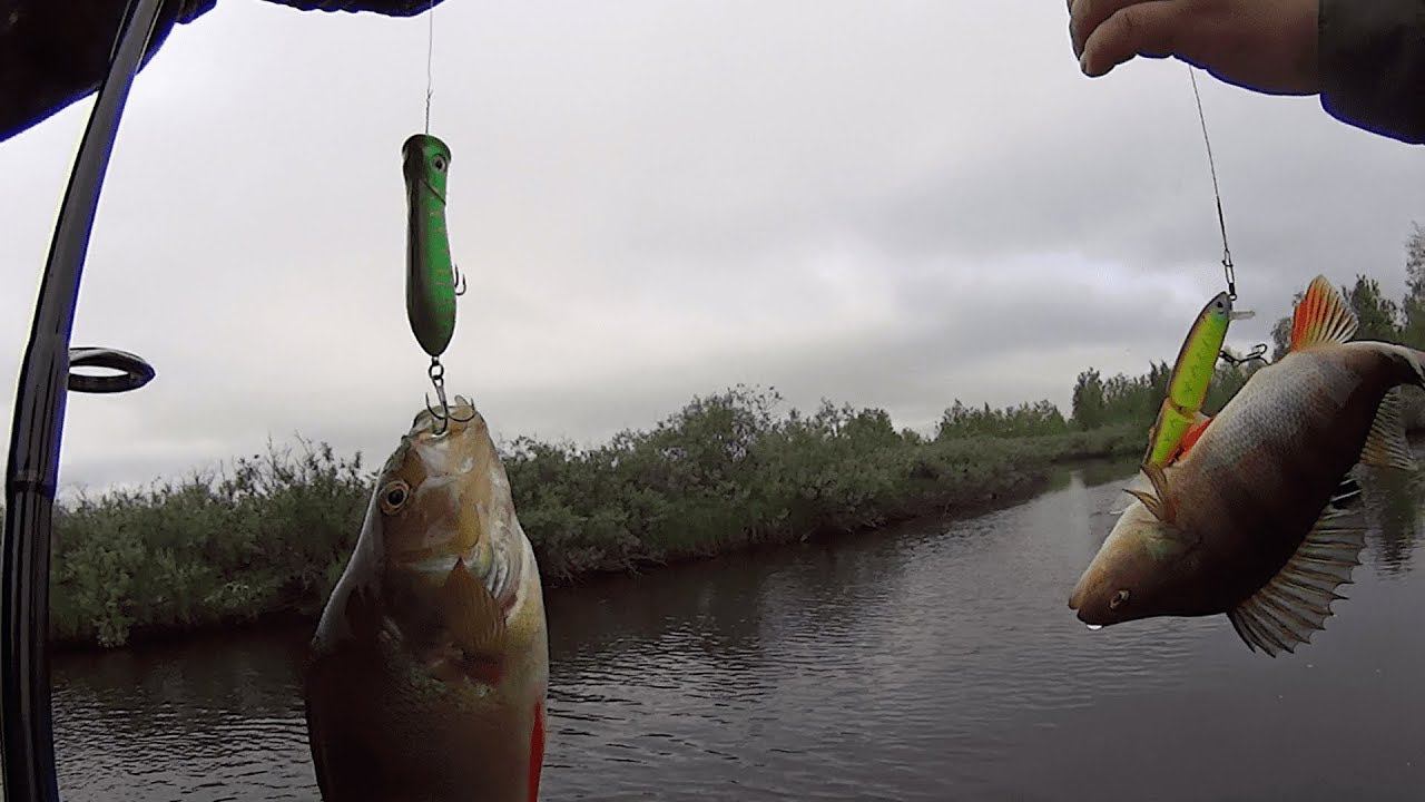 СКОЛЬКО ЖЕ ЗДЕСЬ РЫБЫ,ЩУКА И КРУПНЫЙ ОКУНЬ.часть 3.