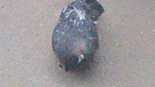 Голубь заглядывает под "юбку"