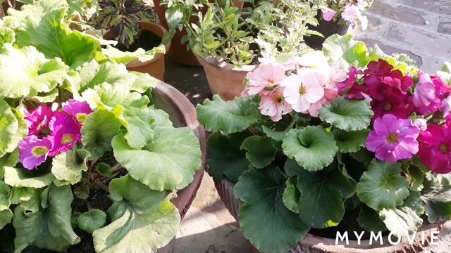 37.???Primula Obconica : Care and Tips ?
