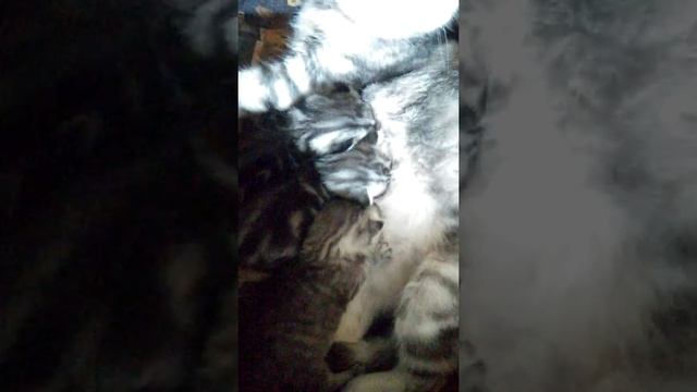 Котята растут и сисю сосут