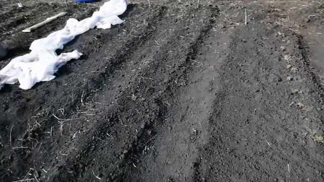 15. Купила дачу в деревне.Лошади.Что с яйцом? Продолжаю осваивать огород, виктория.Середина мая