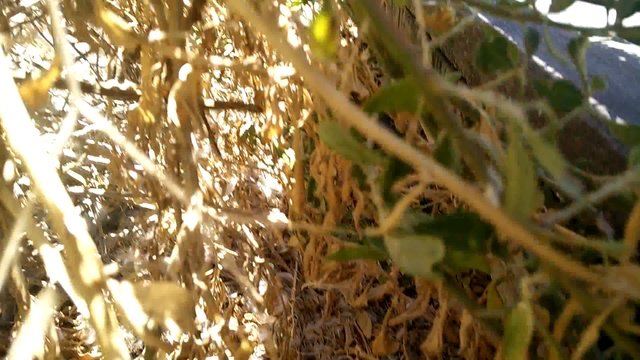 VID_20170102_133239
