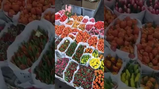 Тюльпаны для ваших будущих букетов