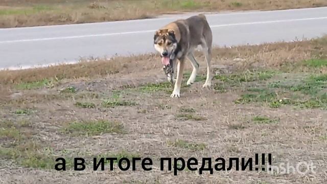 Брошенные собаки. За что с ними так?
