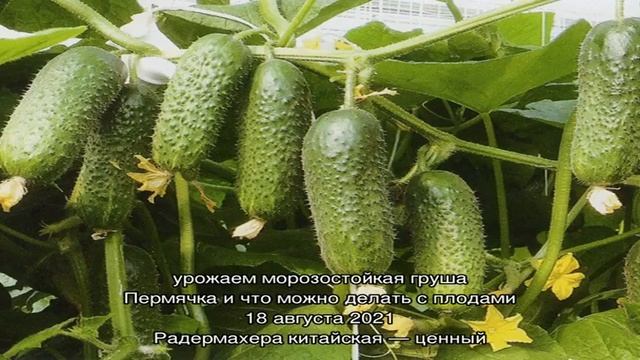Записи с тегом 'мансарда'