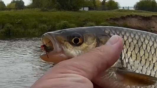 Голавль в маю, на жука. Fly fisHing