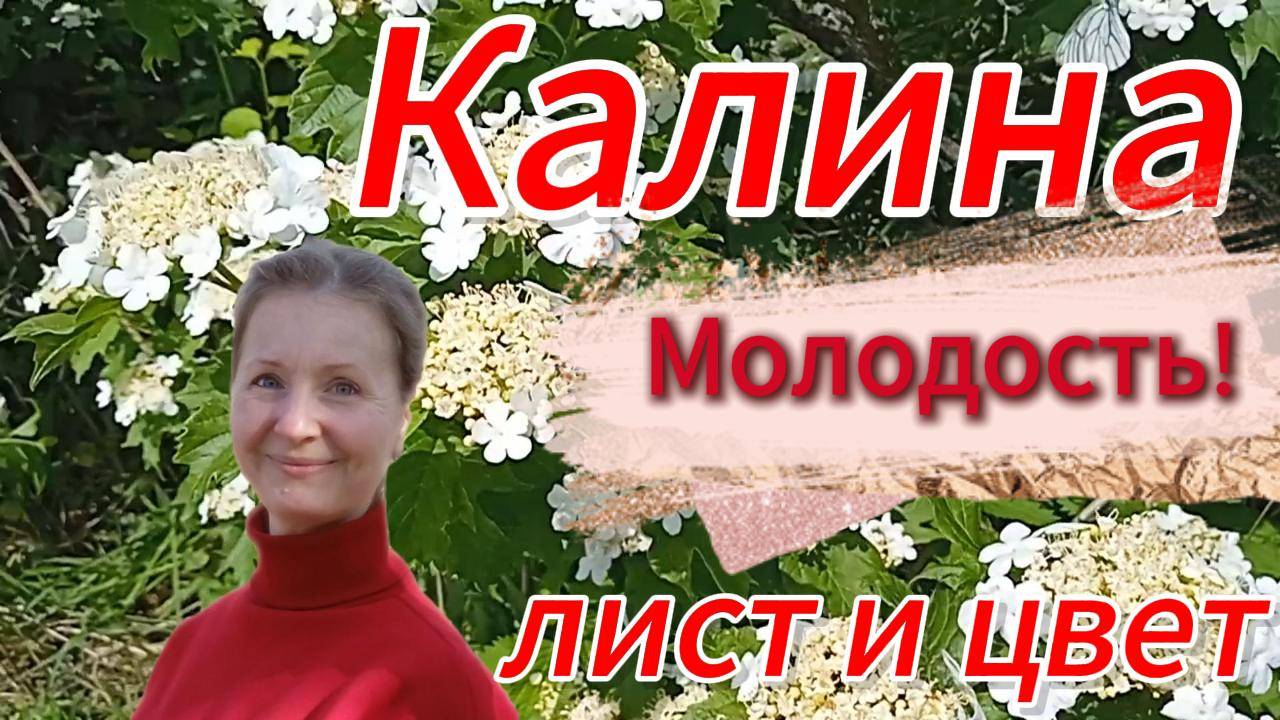 Цвет и лист калины для молодости