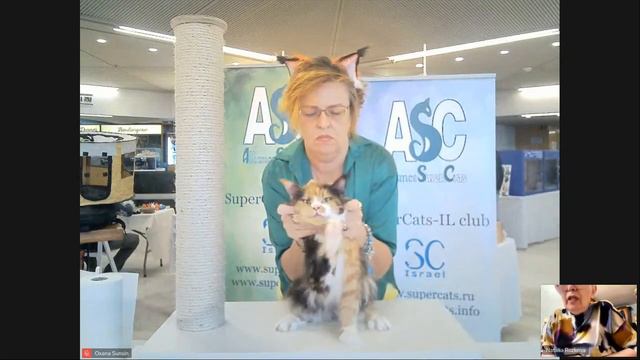 ASC выставка кошек в Хайфе, 27.01-2024. Часть 1