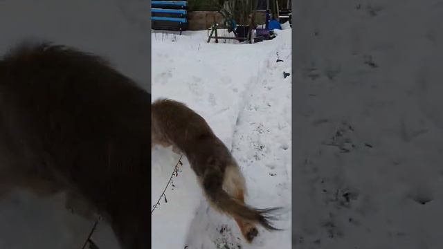 Когда городская собака попадает на дачу. Dog Naida in the village