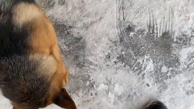 Домашние будни || German Shepherd || Щенок Немецкой овчарки