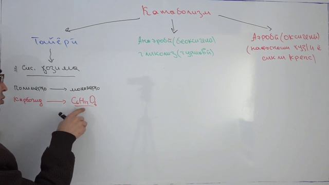 МЕТАБОЛИЗМ - МУБОДИЛАИ ЭНЕРГЕТИКИ. КАТАБОЛИЗМ.