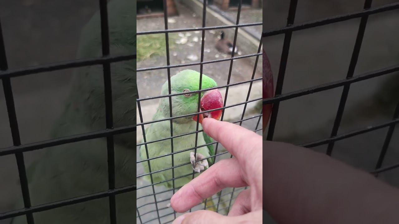 Любвеобильные попугаи в Московском зоопарке ❤️ #попугай #parrot