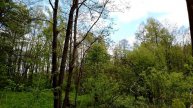 Путешествие по природе за город в Подмосковье: красивые места, река, деревья, свежая весенняя листва