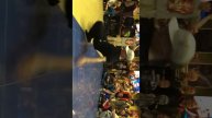 Bryansk bboy Tisa