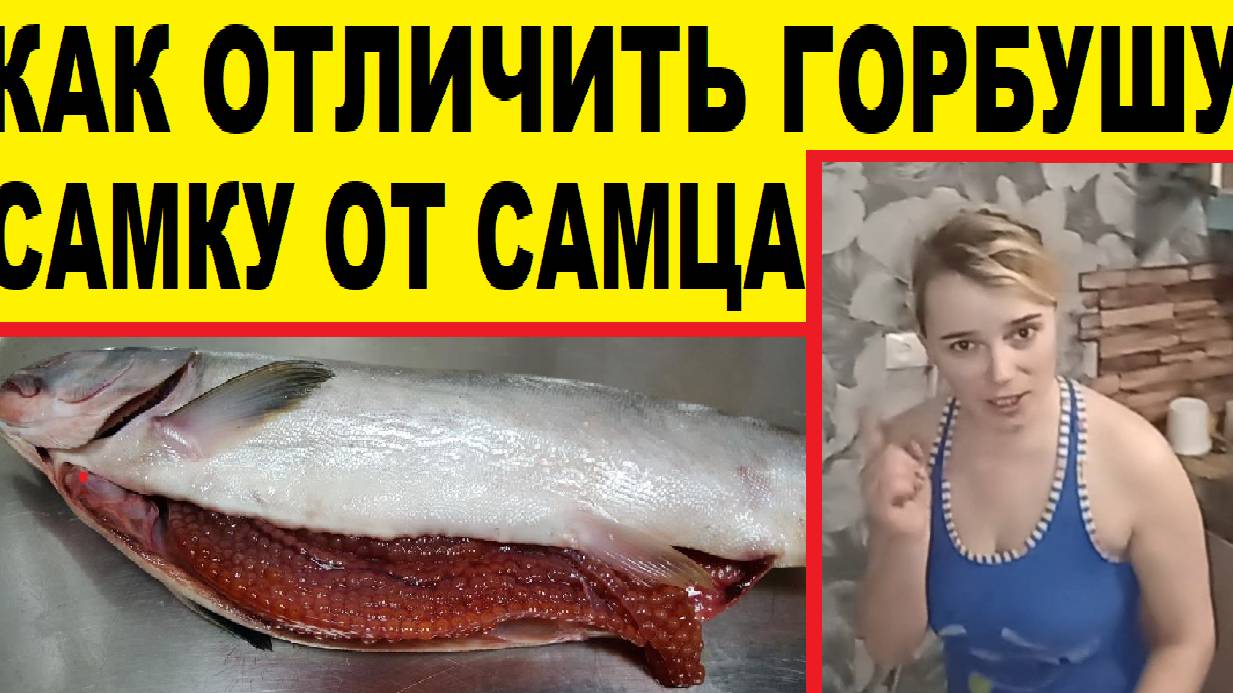 Выбираем горбушу с икрой,самку.Как это сделать