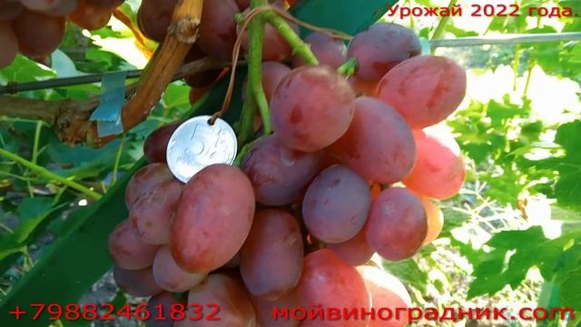 Танюша
