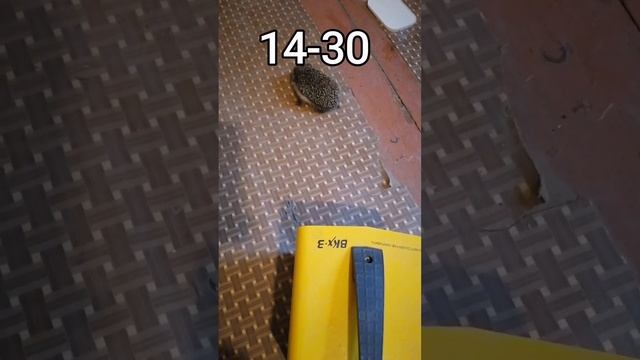 Нашел погибающего ежа