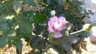 Цветение роз - первогодок