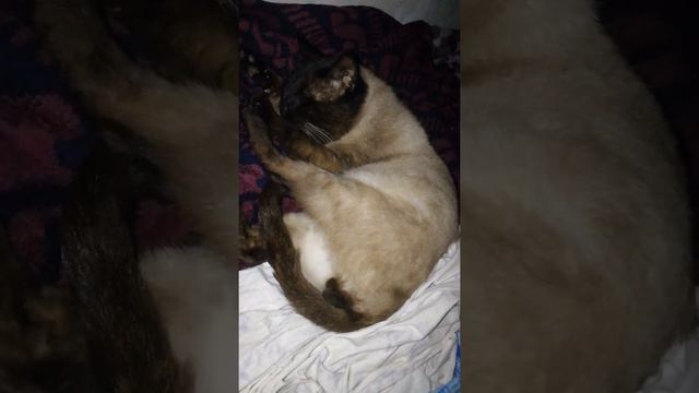 кот не дает сна своим храпом