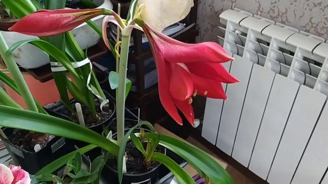 Цветение гиппеаструмов  Гейзер Экзотика. Из семян Барбадос Х сибистер Луна Х Леди Джейн. Кливия