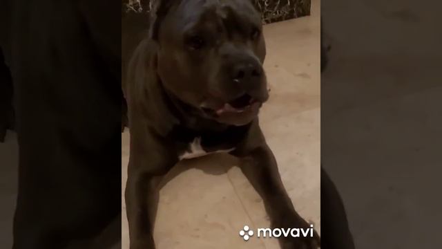 Дрессировка стаффа.
