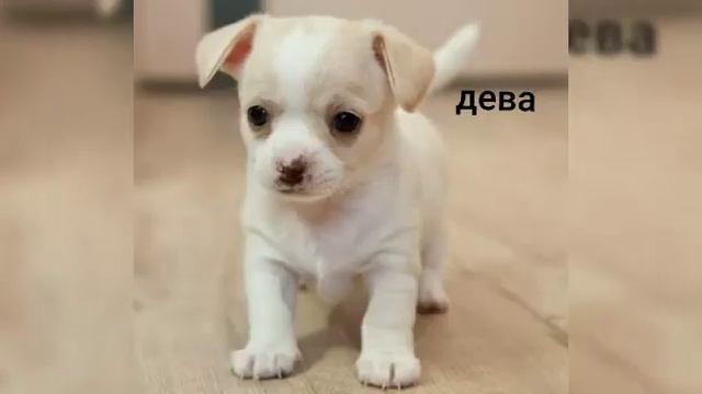 Пёики по знаку зодиака. Видео от моей ЛП