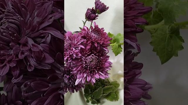 Хризантема корейская кустовая Мулатка