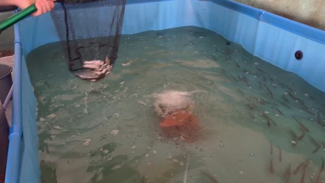 Выбираем рыбку для пруда !