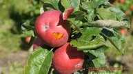 Яблоня колоновидная Созвездие (malus sozvezdie) ? обзор: как сажать, саженцы яблони Созвездие